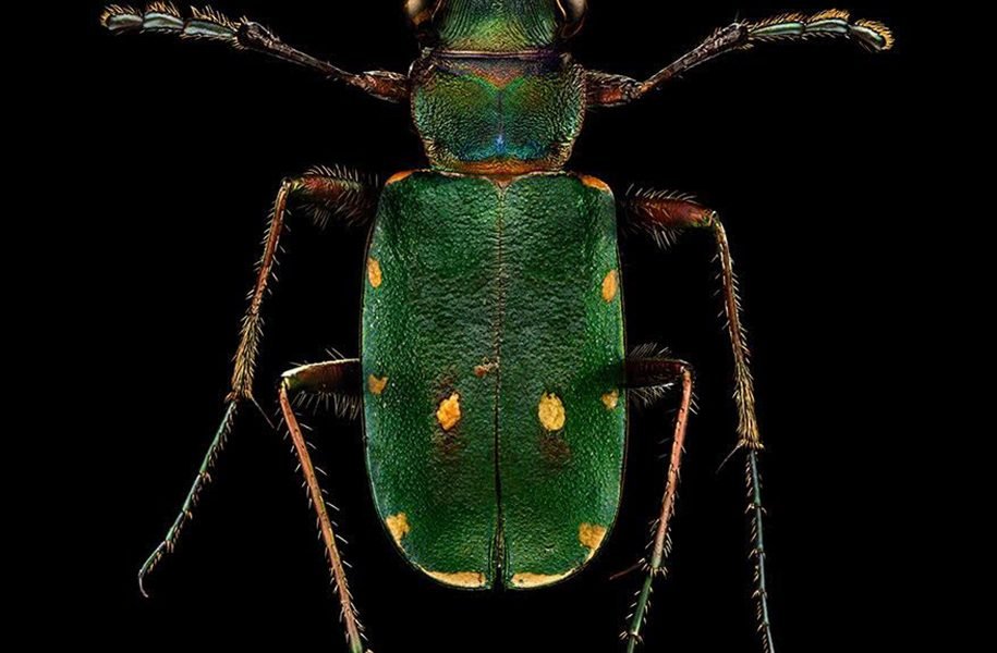 Levon Biss - Microsculpture