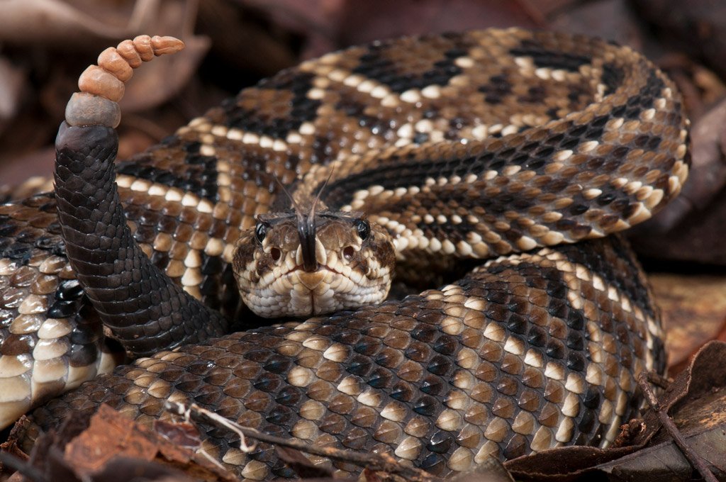 As 5 cobras mais peçonhentas do Brasil! BrilhanteMente conteúdo divertido e diverso. As 5 cobras mais peçonhentas do Brasil! BrilhanteMente conteúdo divertido e diverso.
